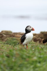 atlantic puffin or common puffin