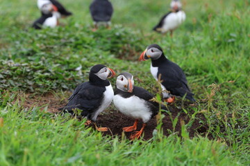 atlantic puffin or common puffin