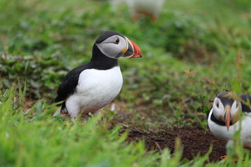 atlantic puffin or common puffin