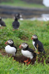 atlantic puffin or common puffin