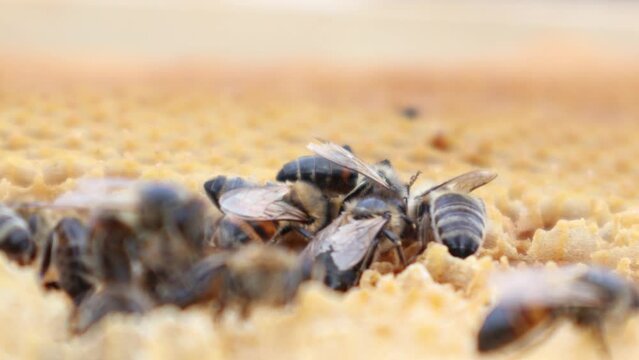 Honeybees creating honey on a honeycomb at their apiary