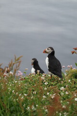 atlantic puffin or common puffin