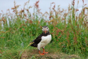 atlantic puffin