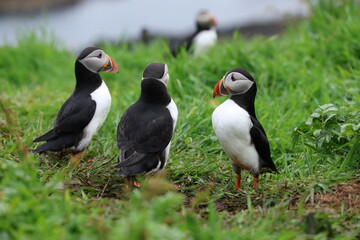 atlantic puffin