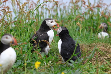 Isle of Lunga, puffin island