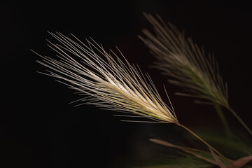 Fototapeta premium Spikelets of grass. Drying grass spikelets close-up on a dark background