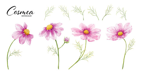 Set of cosmea flower and leaves watercolor