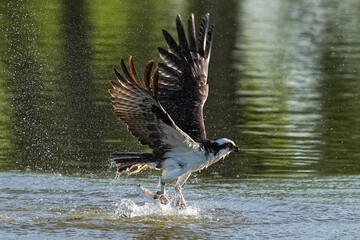 Osprey - Fishing