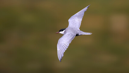 A whiskered tern in flight wings wide open