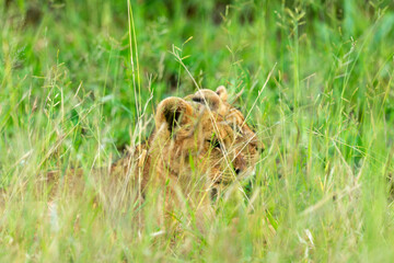 lion, lionceau, Panthera leo, Afrique