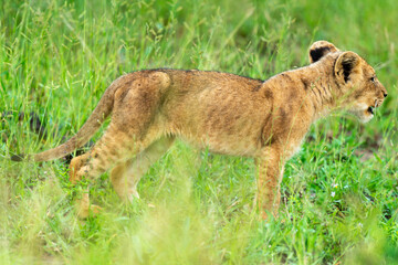 lion, lionceau, Panthera leo, Afrique