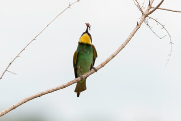 Guêpier d'Europe,.Merops apiaster, European Bee eater