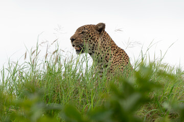 Guépard, cheetah, Acinonyx jubatus, Parc national Kruger, Afrique du Sud
