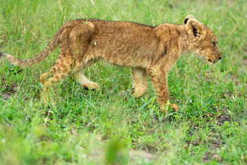 lion, lionceau, Panthera leo, Afrique