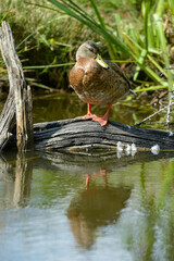 Canard colvert, Anas platyrhynchos, Mallard