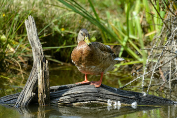 Canard colvert, Anas platyrhynchos, Mallard