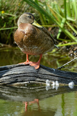 Canard colvert, Anas platyrhynchos, Mallard