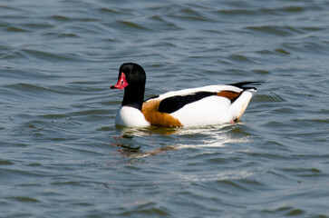 Tadorne de Belon,.Tadorna tadorna, Common Shelduck