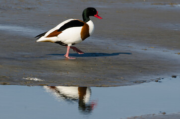 Tadorne de Belon,.Tadorna tadorna, Common Shelduck