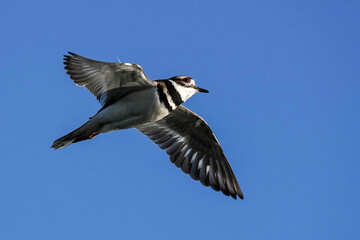 Killdeer Flying