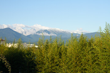 Landscape with a bamboo thickets and mountains. Sirius (Adler) Sochi.