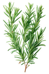 Obraz premium PNG Rosemary plant green herbs.