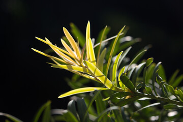 The new growth of a Henkel’s yellowwood, Podocarpus henkelii, back lit by the sunlight.