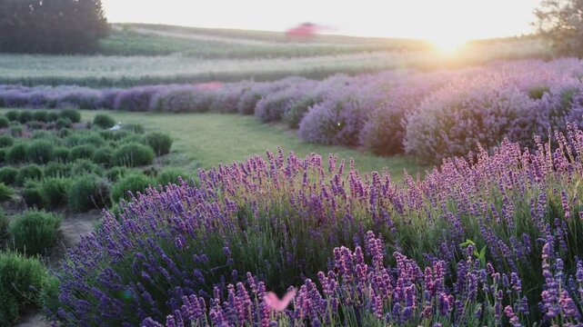 Field lavender flowers.