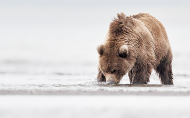 A brown bear cub forage in shallow later © Donna Feledichuk