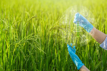 Rice researchers hold test tubes with chemical solutions to conduct research on rice breeding research, Smart farming uses technology to control planting.