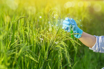 Rice researchers hold test tubes with chemical solutions to conduct research on rice breeding research, Smart farming uses technology to control planting.