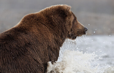 A brown bear in the water shown in profile