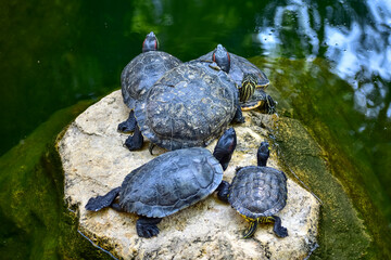 Close-up of Red-eared slider sunbathing on the rocks in the pool. Tortoise in the public park with...