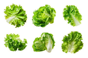 Lettuce Collection Bundle Set Isolated on a Transparent Background