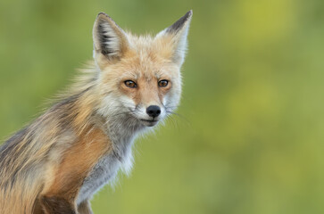 Portrait of a fox vixen