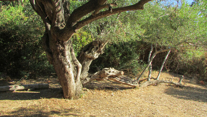 Algerian Forest