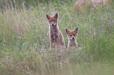 A pair of coyote pups look out from their den