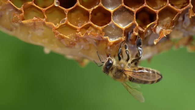 Working bee on honeycomb, close up. Colony of bees in apiary. Beekeeping in countryside. Macro shot with in a hive in a honeycomb, wax cells with honey and pollen. Honey in combs