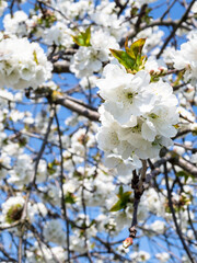 white flowers on twigs of cherry tree close up
