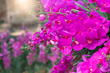Beatiful pink Phalaenopsis Orchids flower in garden, orchid flower