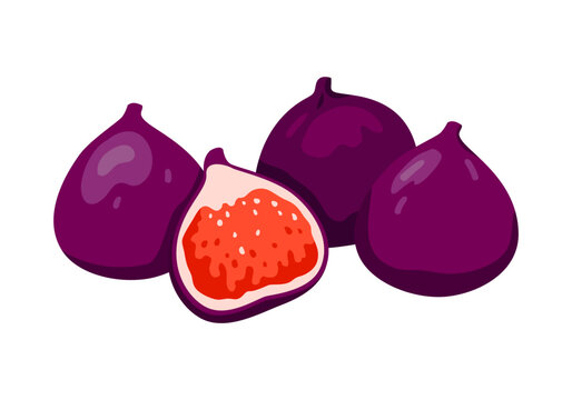 Whole and half figs. Raw purple fruits, fresh exotic figs cartoon vector illustration