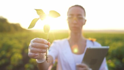 Woman scientist with tablet standing on farmland in sunrise, viewing sprouts. Agribusiness and botany concept, environment protection and save ecology, professional botanist woman examining plants