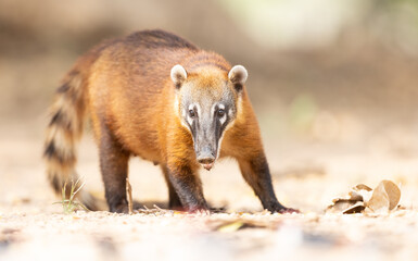 Close up of a coati