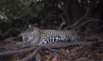 A jaguar sleeping under a tree