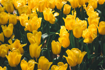 Beautiful Yellow Tulip flower blooming in garden, flower background