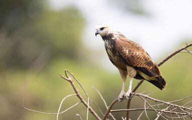 A black collared hawk perched on a branch