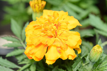 Flor de tagete anaranjado en primer plano junto a capullo y sobre fondo desenfocado verde de sus hojas.