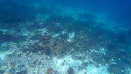 Photography of fish, sharks and corals in Oman near Muscat during spring day