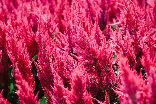 celosia plumosa or Pampas Plume Celosia flowers blooming in the garden