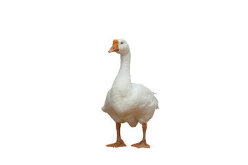 Beautiful American pekin isolated on transparent background png file